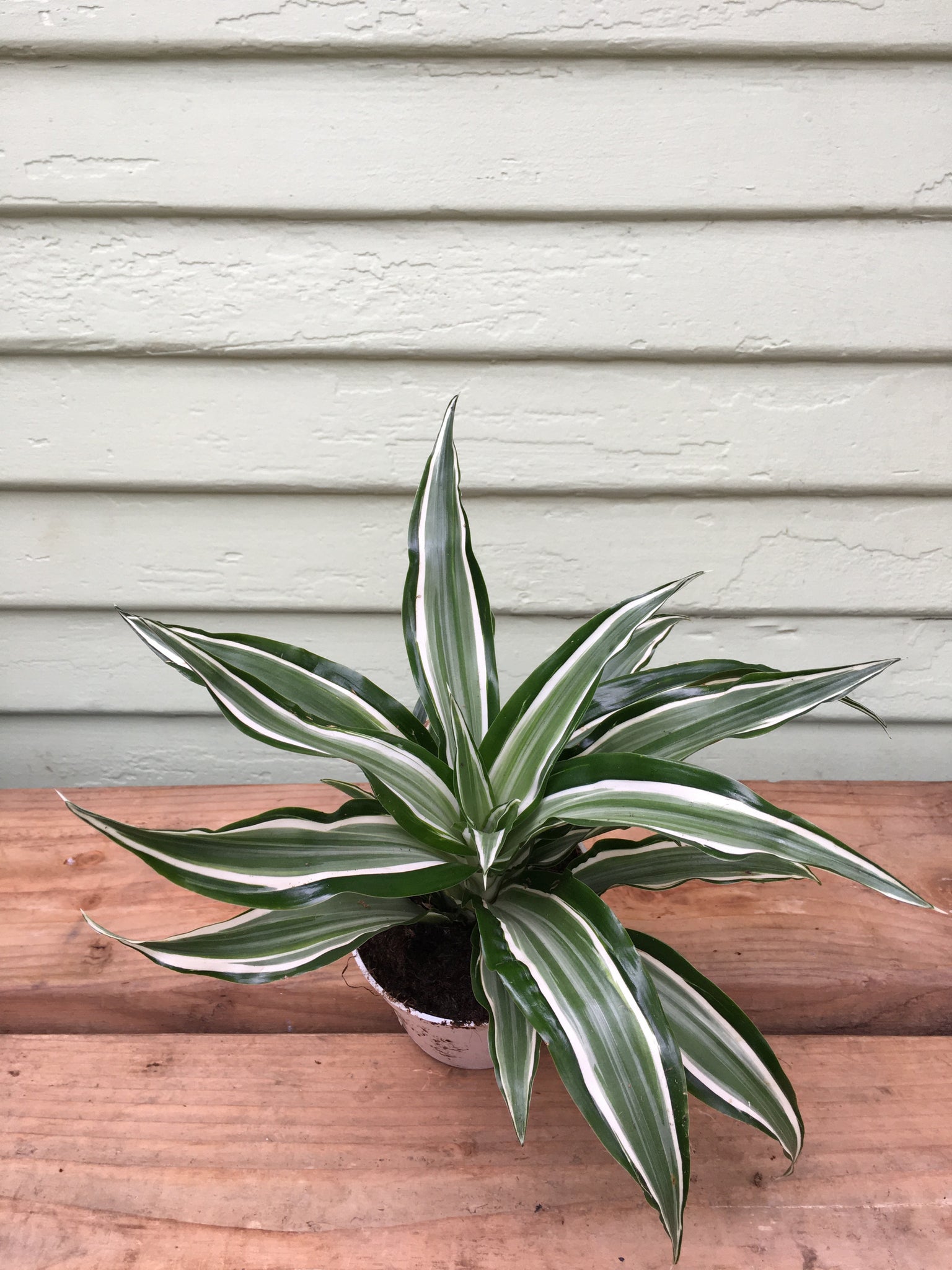 dracaena cantleyi for sale Dracaena kanzi