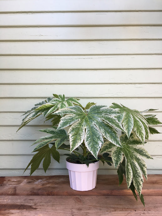 Fatsia japonica - Spiderweb