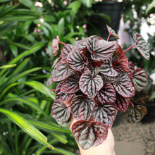 Load image into Gallery viewer, Peperomia Caperata Luna &#39;Red Crinkle&#39; - Mickey Hargitay Plants