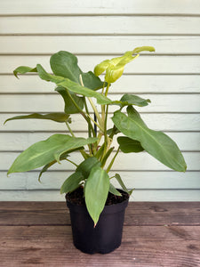 philodendron golden violin mature Philodendron Golden Violin