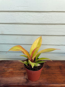 philodendron hybrid orange Philodendron