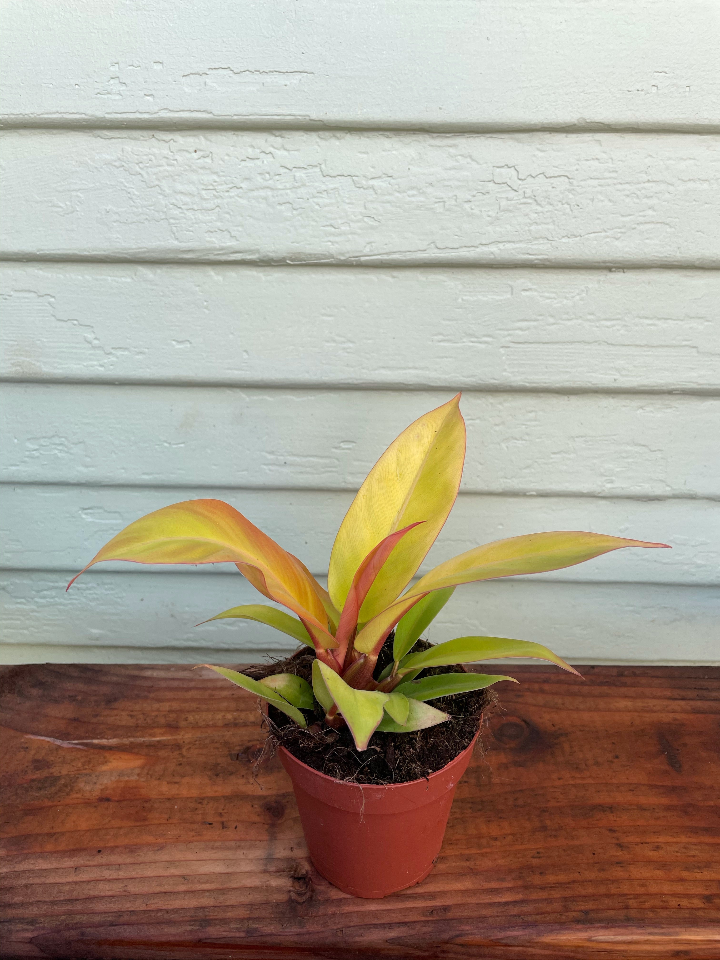 Philodendron Prince of Orange | Mickey Hargitay Plants