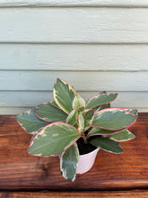 Load image into Gallery viewer, Peperomia Ginny