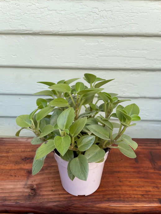 Peperomia Pixie Lime