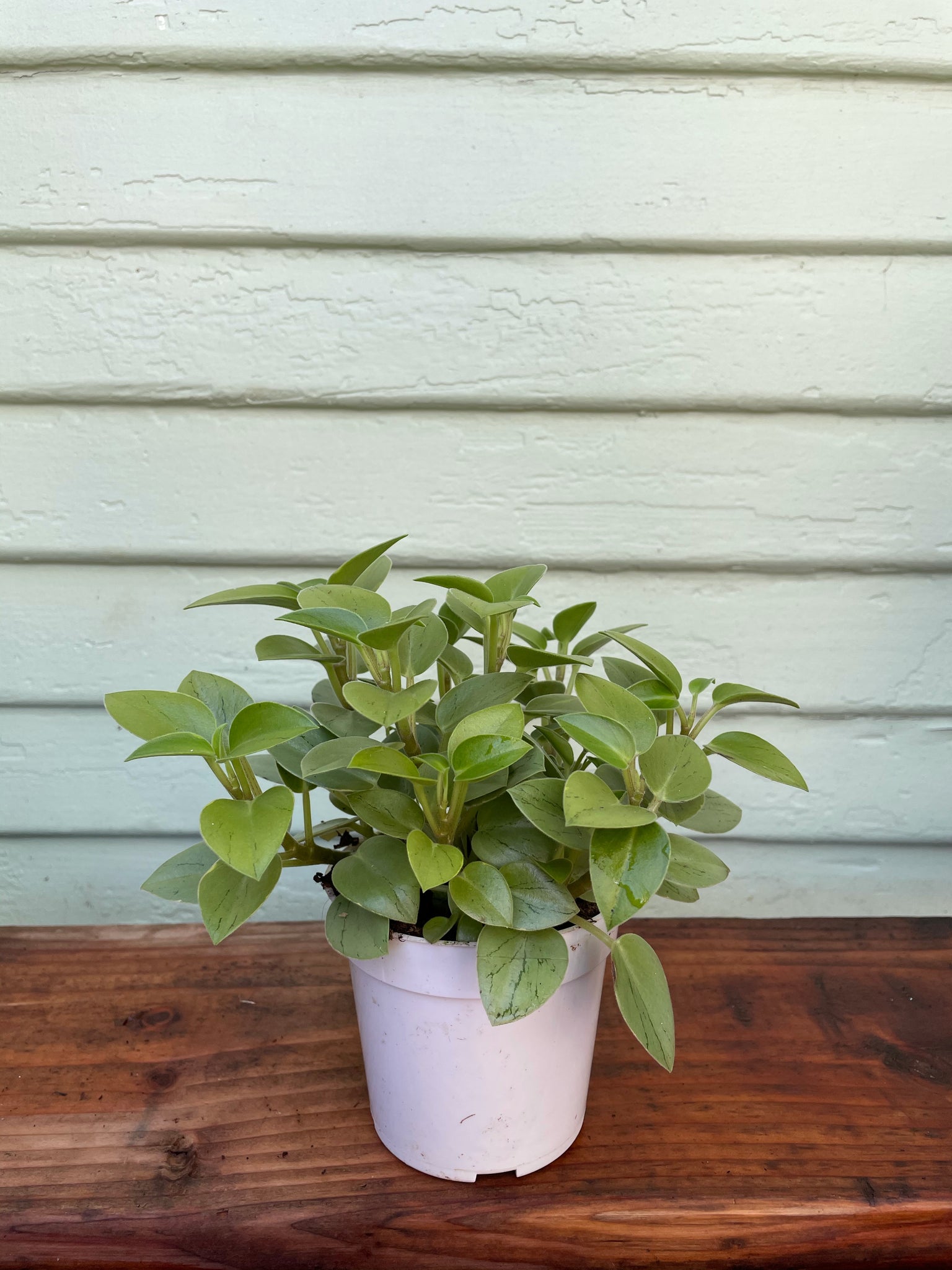 pixie plant succulent Peperomia Pixie Lime