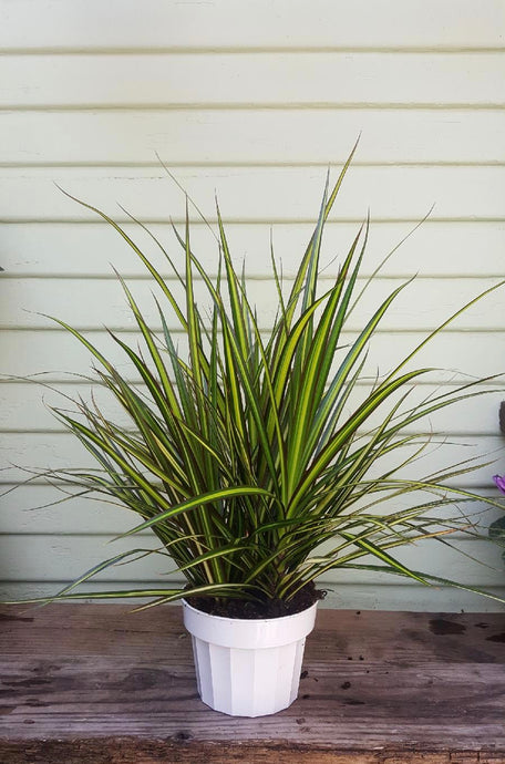 Dracaena marginata - Sun Ray