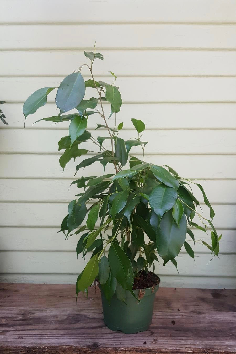 weeping fig indoor plant Ficus benjamina | Weeping Fig
