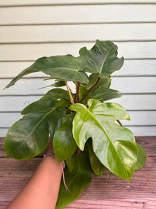 Philodendron  squamiferum