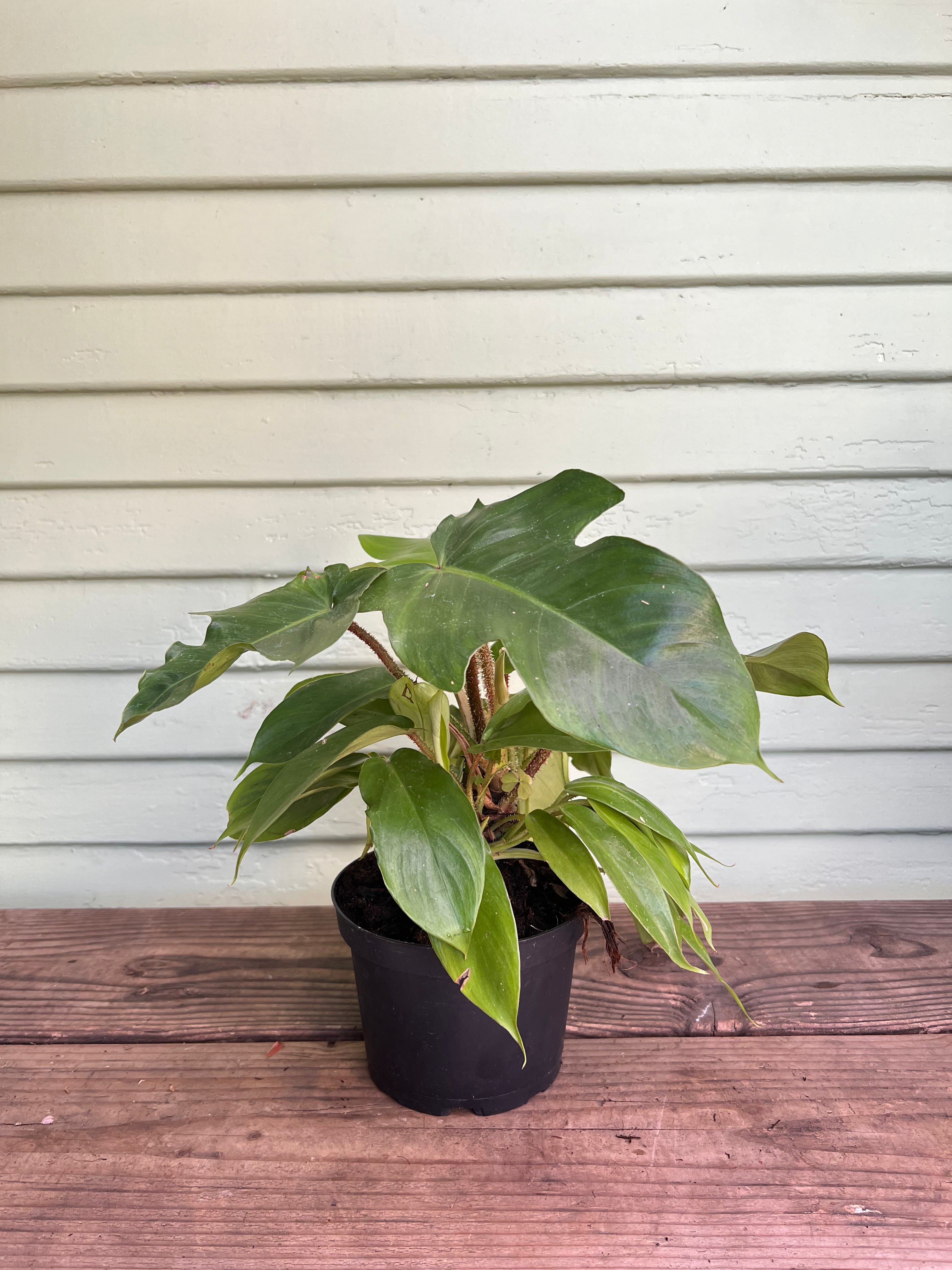 philodendron squamiferum care Philodendron squamiferum