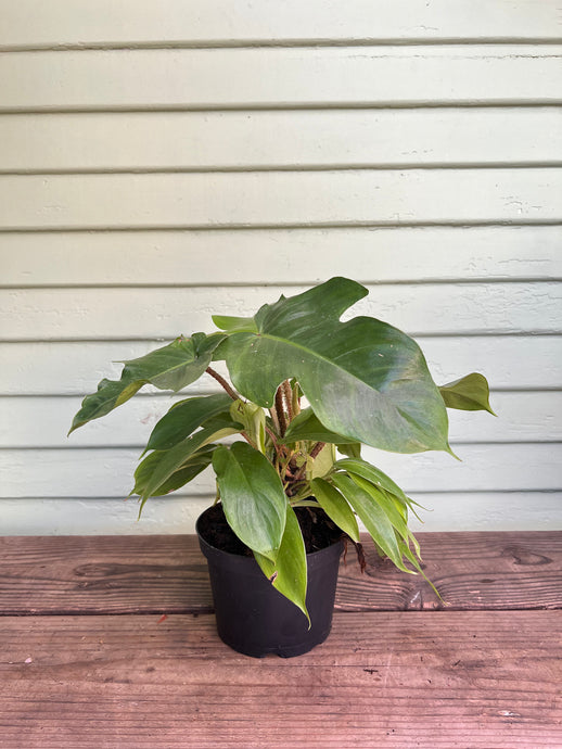 Philodendron  squamiferum