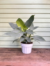 Load image into Gallery viewer, Philodendron - Silver Sword