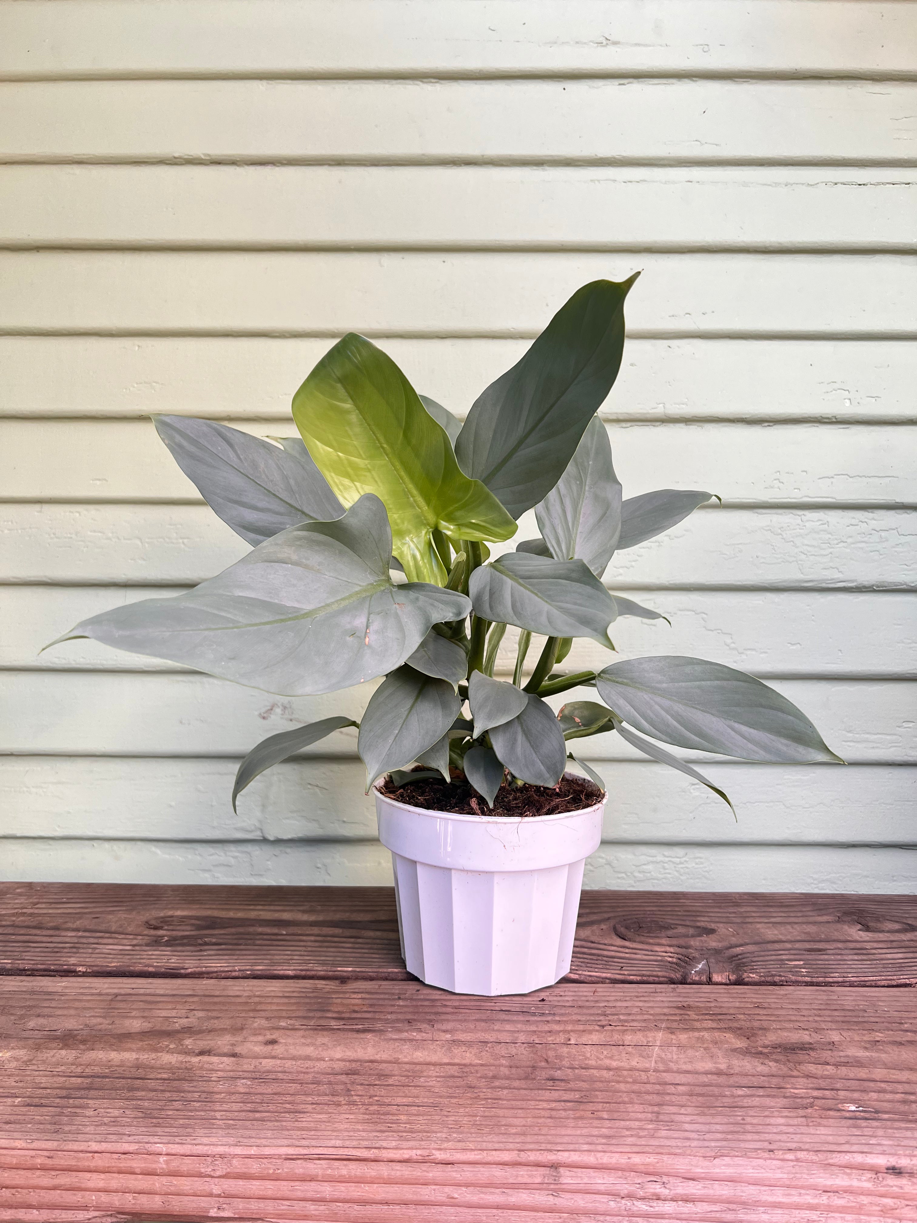 purple sword philodendron Philodendron 'Silver Sword'