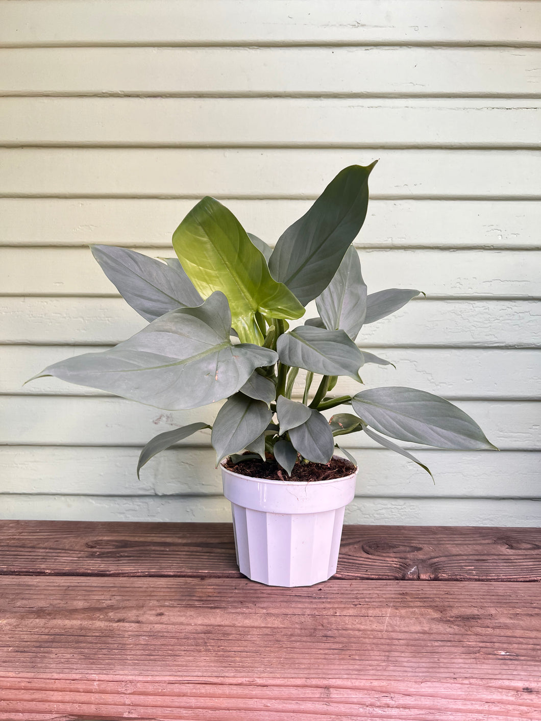 silver arrow philodendron Philodendron - Silver Sword