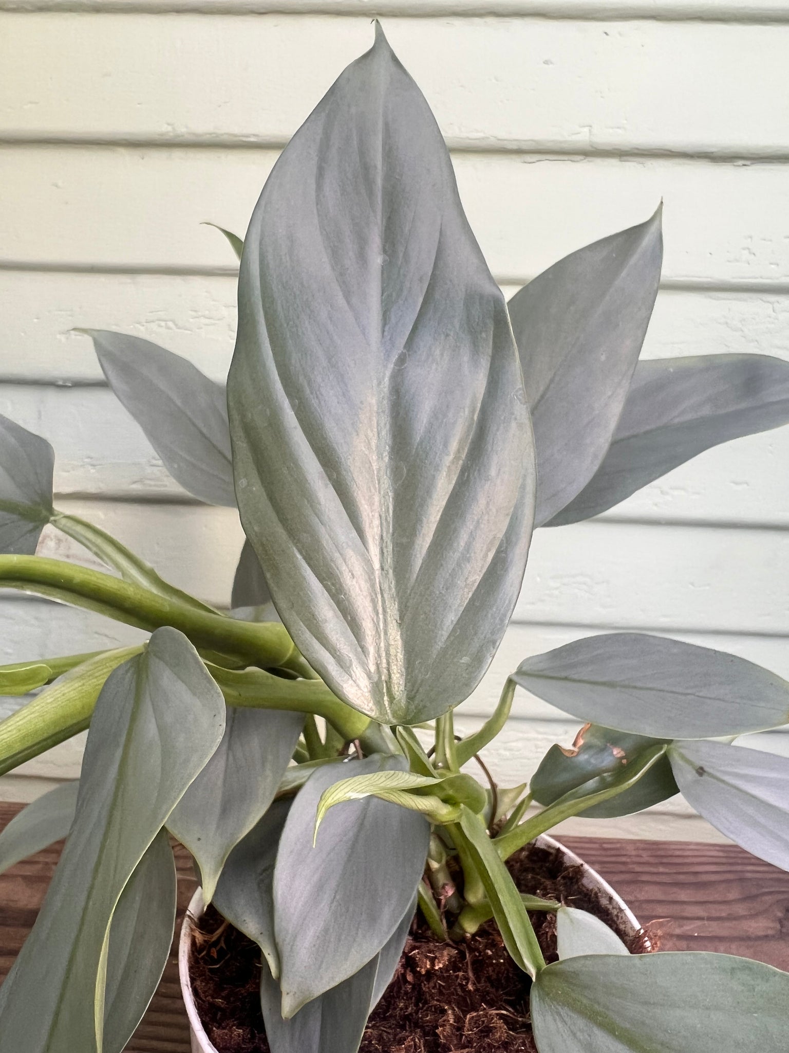 philodendron silver sword flower Philodendron