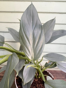 variegated philodendron silver sword Philodendron - Silver Sword