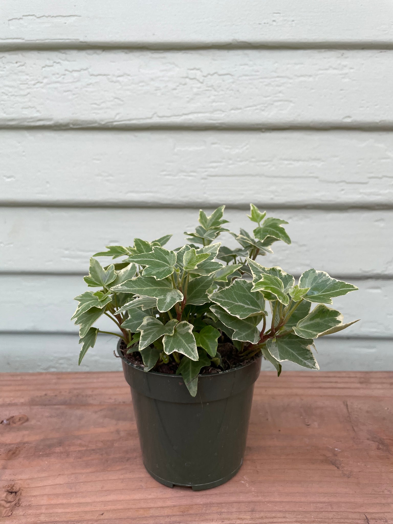 potted ivy plant Variegated English Ivy