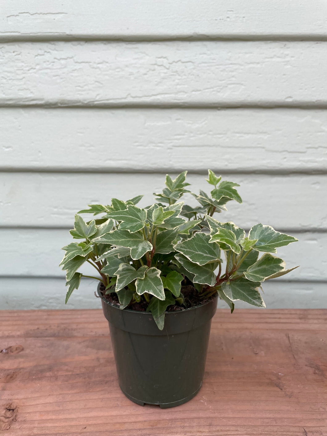 green and white ivy house plant Variegated English Ivy