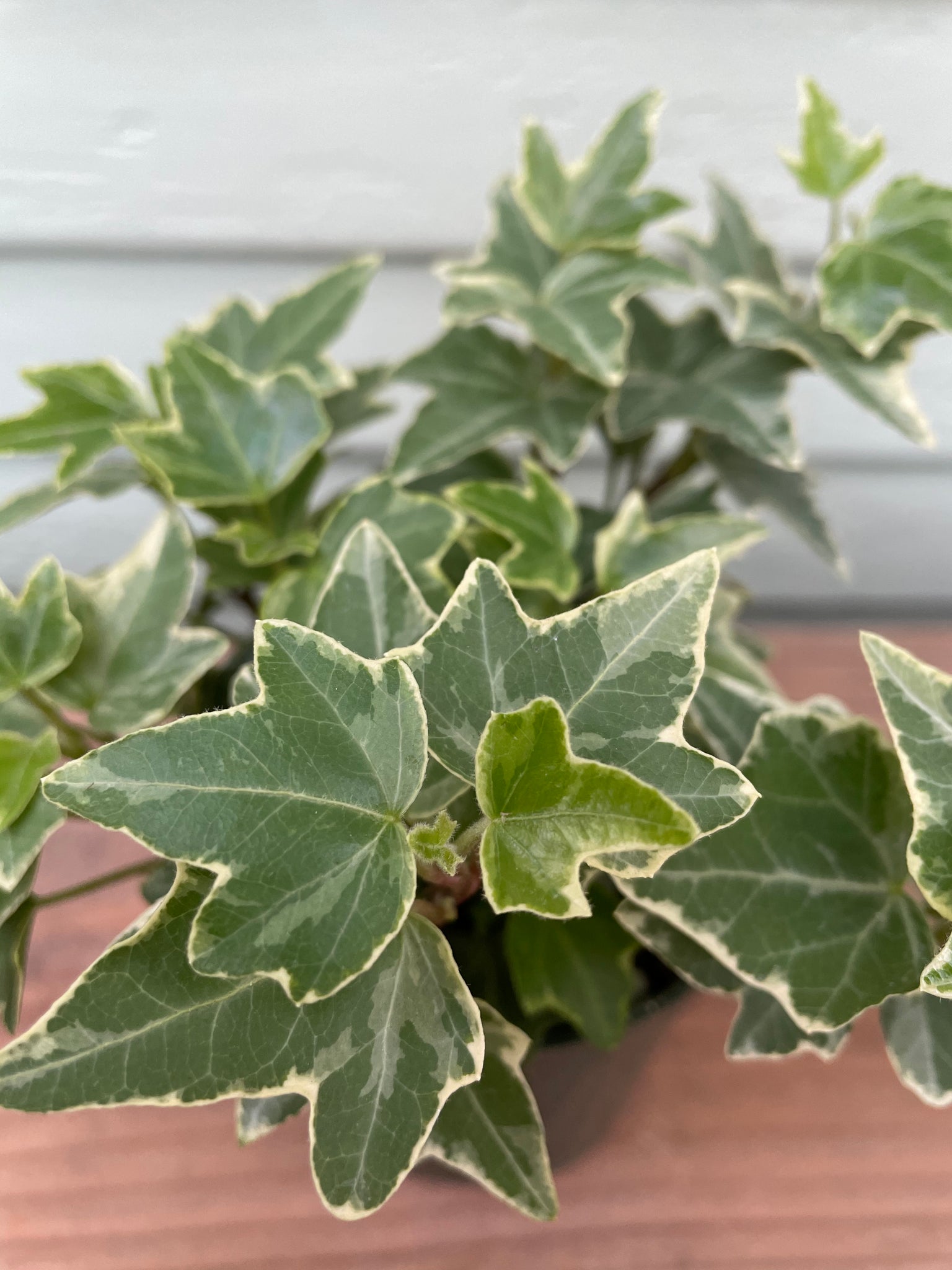 variegated ivy indoor plant Variegated English Ivy