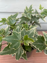 Load image into Gallery viewer, English Ivy Variegated