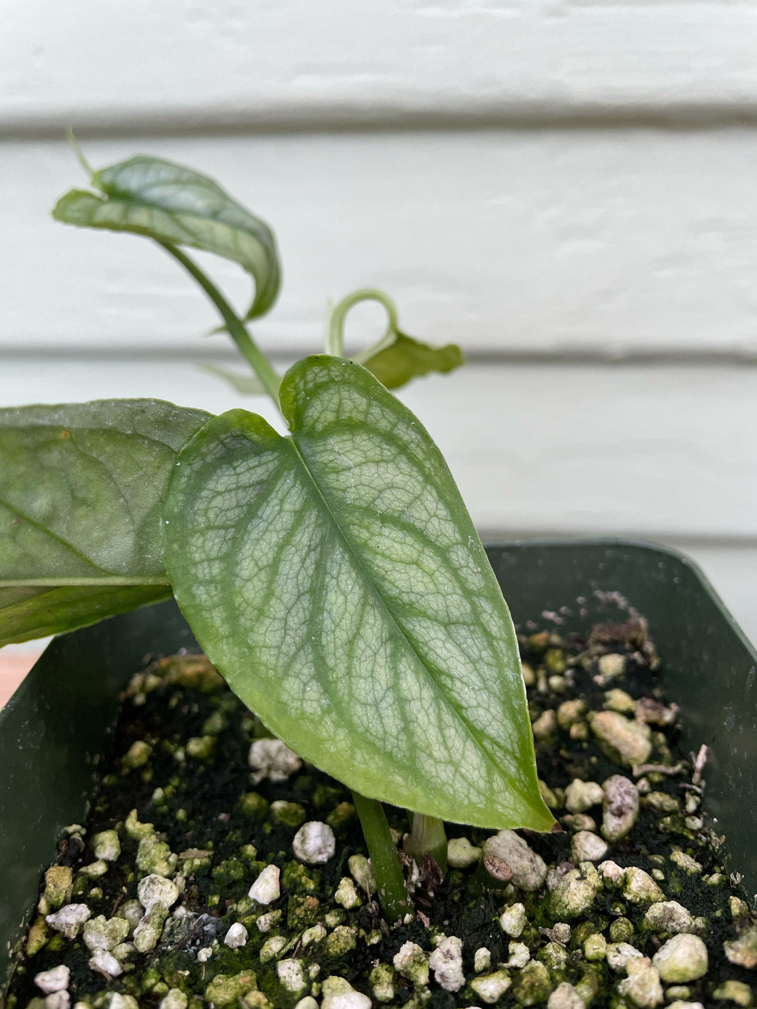 silver monstera Monstera siltepecana | Silver Monstera