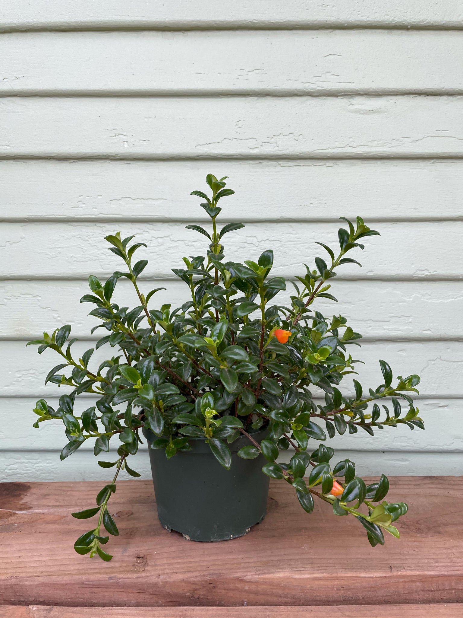 goldfish chlorophytum Columnea nematanthus - Black Goldfish Plant