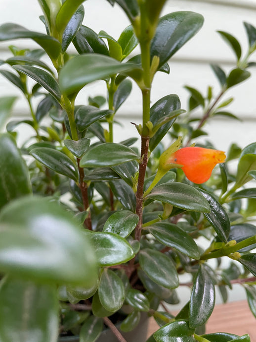 Goldfish Plant