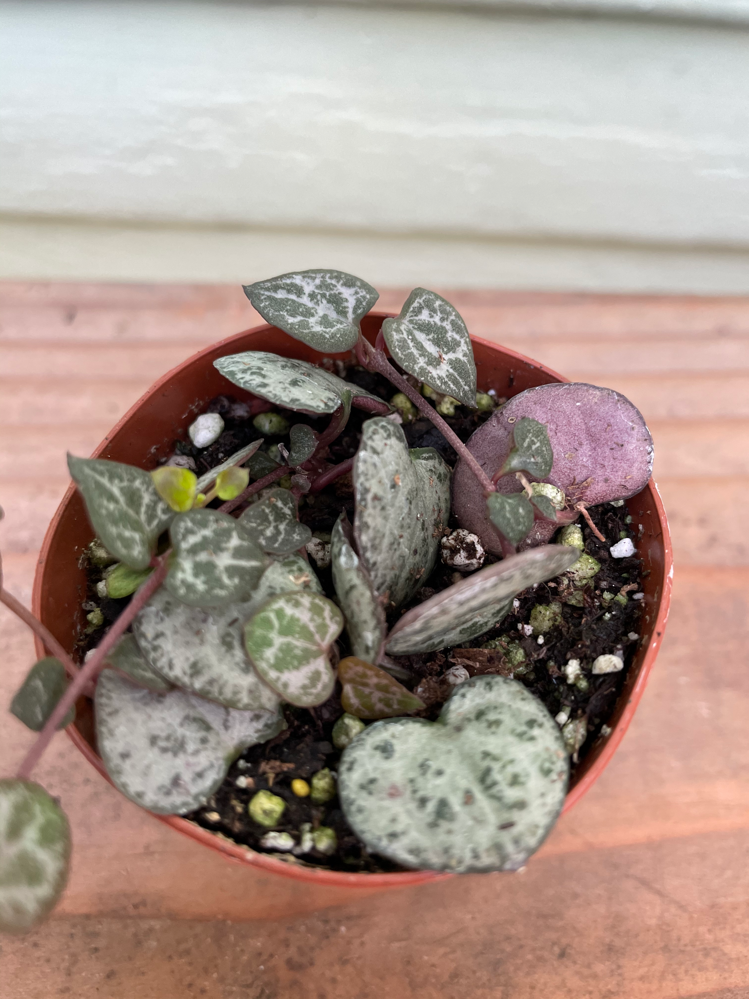 variegated string of hearts succulent Ceropegia Woodii | String Of Hearts