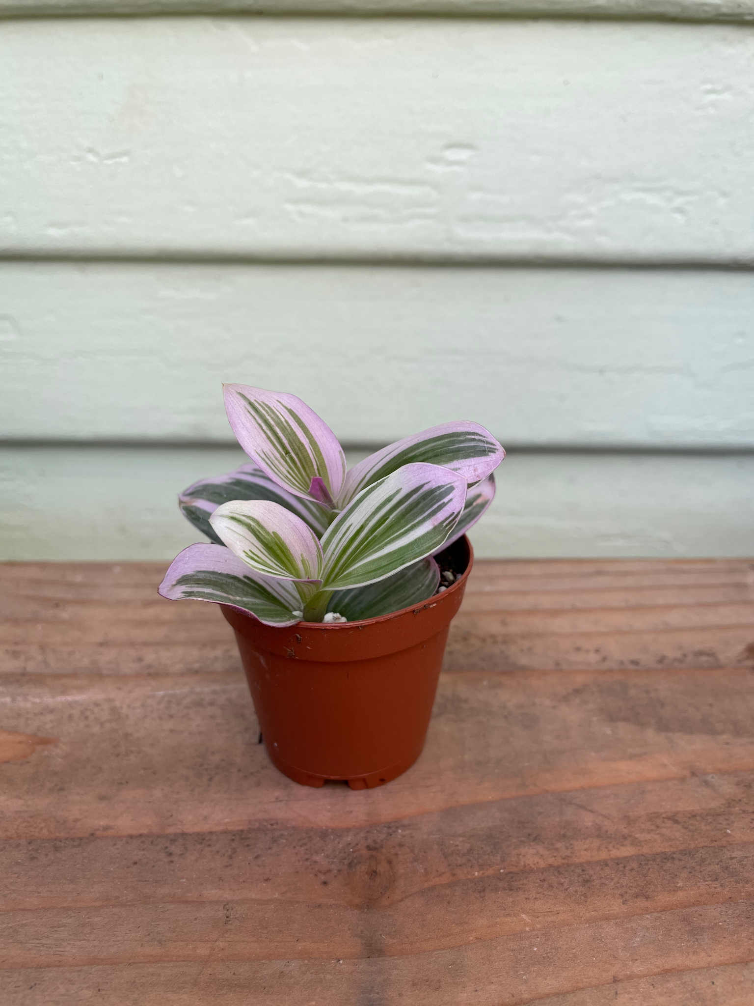 tradescantia nanouk potting mix Tradescantia Nanouk (6")