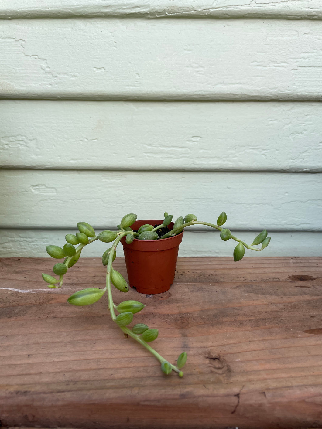 String of Watermelons