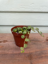 Load image into Gallery viewer, Peperomia prostrata - String Of Turtles