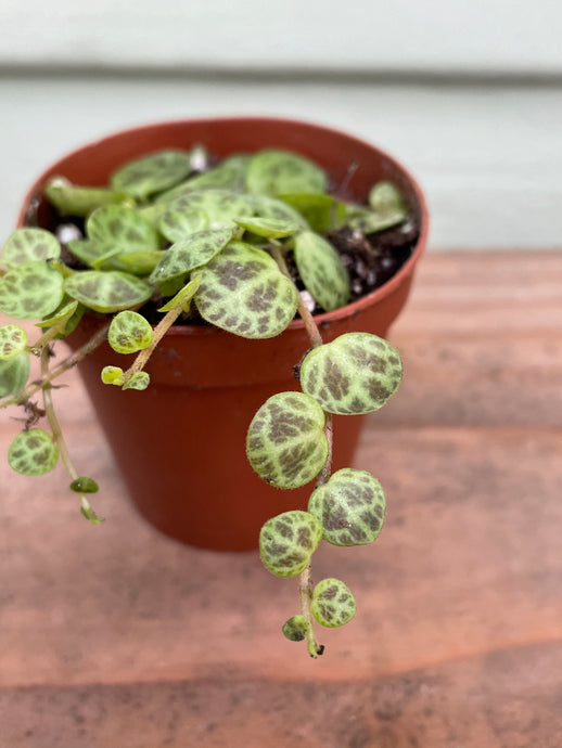 Peperomia prostrata - String Of Turtles