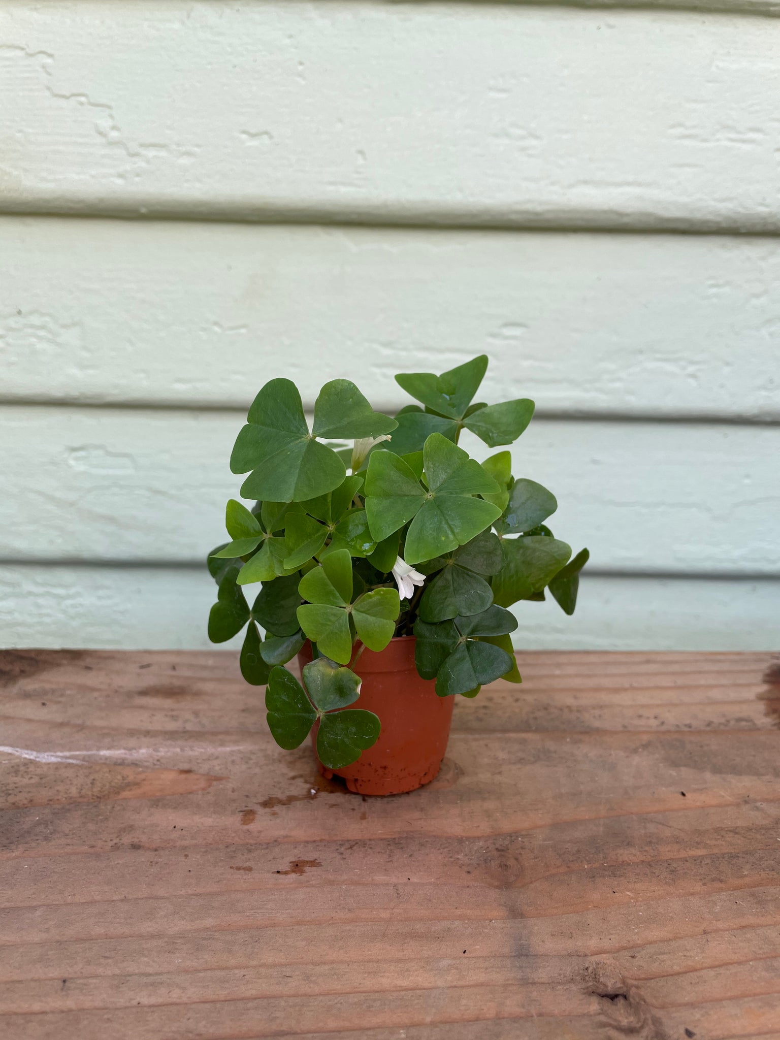 false shamrock house plant Pilea peperomioides | Chinese Money Plant | Coin Plant