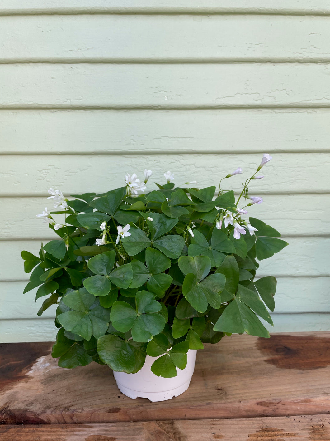 Oxalis triangularis - False Shamrock