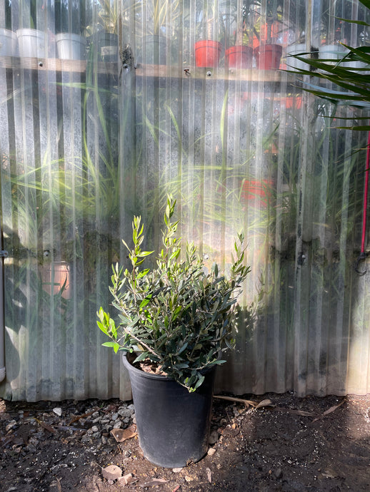 Exterior Olive - Dwarf