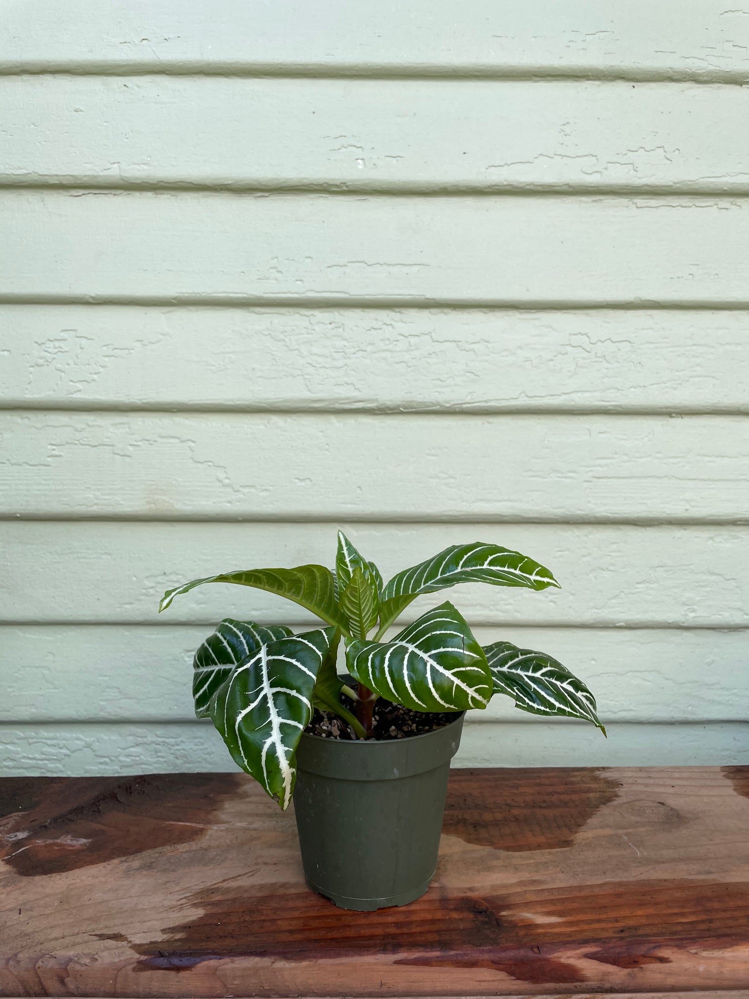 zebra plant indoor Aphelandra squarrosa - Zebra Plant
