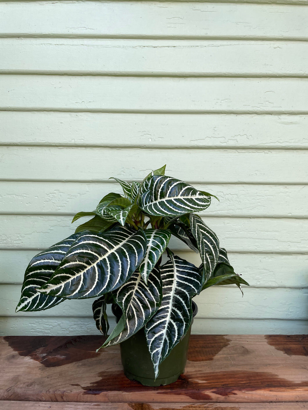 Aphelandra squarrosa - Zebra Plant