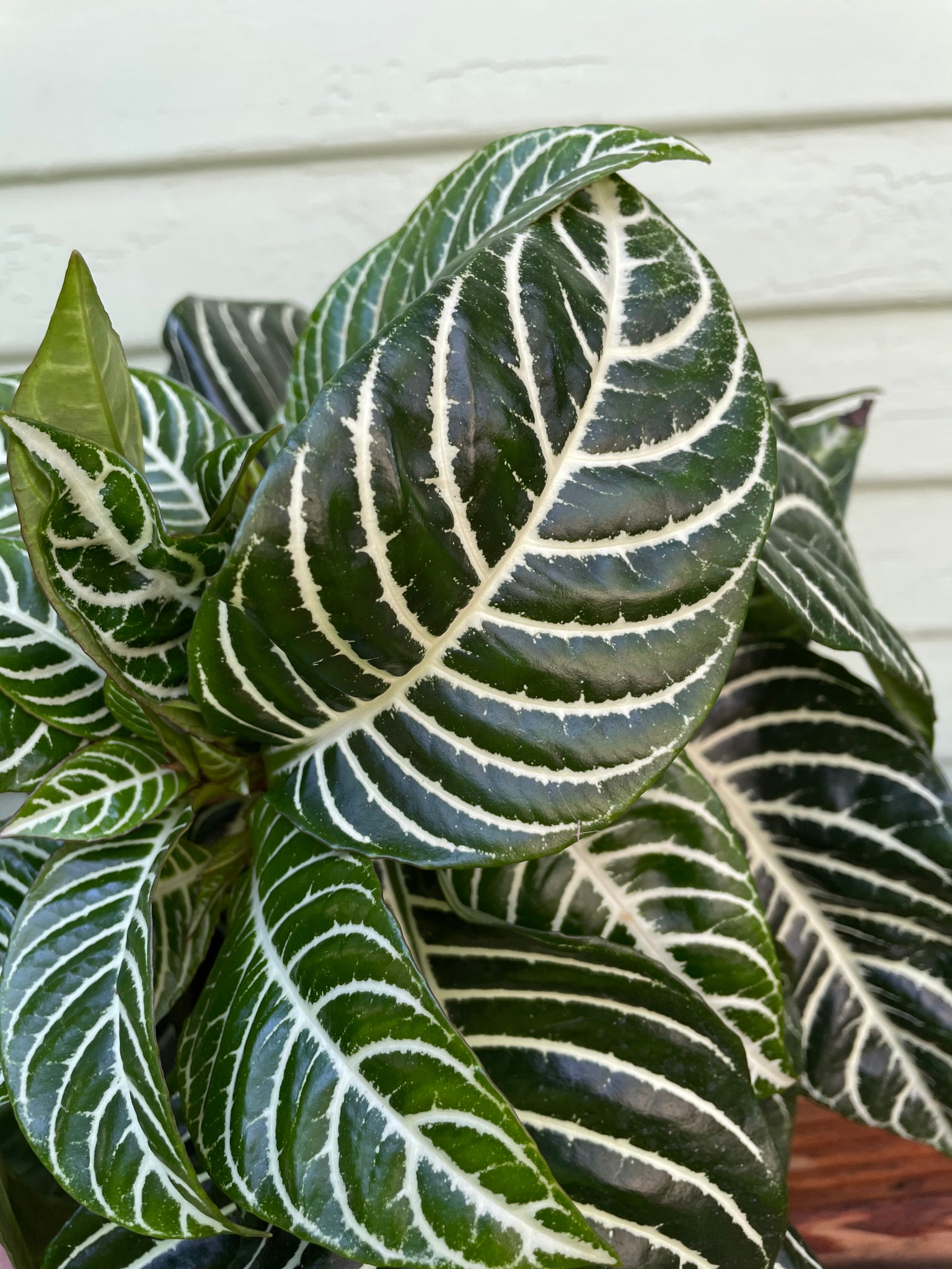 zebra leaf indoor plant Aphelandra squarrosa - Zebra Plant