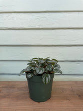 Load image into Gallery viewer, Peperomia &#39;Mini Frost&#39;