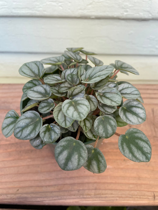 Peperomia 'Mini Frost'