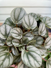 Load image into Gallery viewer, Peperomia &#39;Mini Frost&#39;