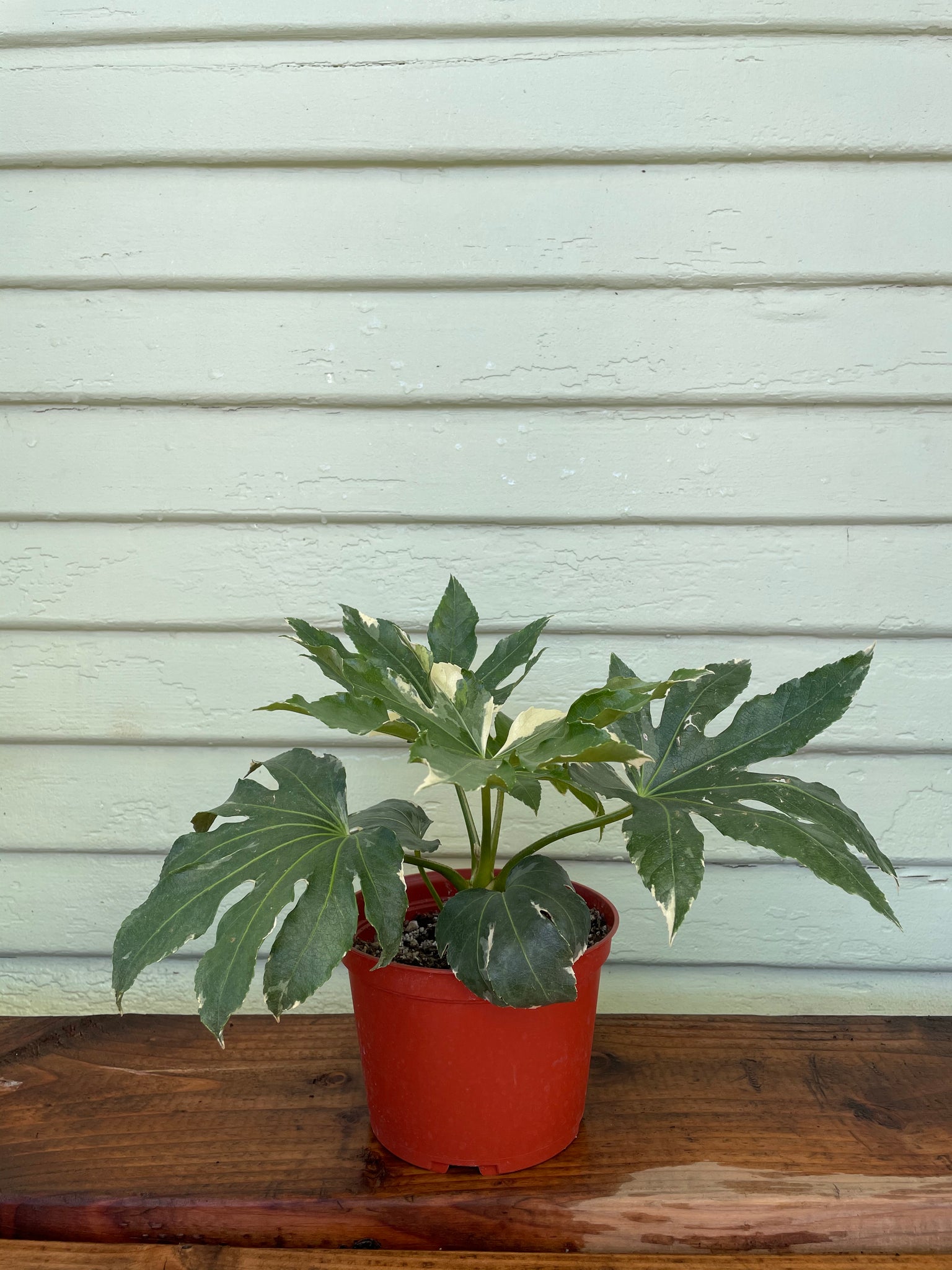 fatsia plant indoor Fatsia Japonica Variegata