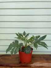 Load image into Gallery viewer, Fatsia Japonica Variegata