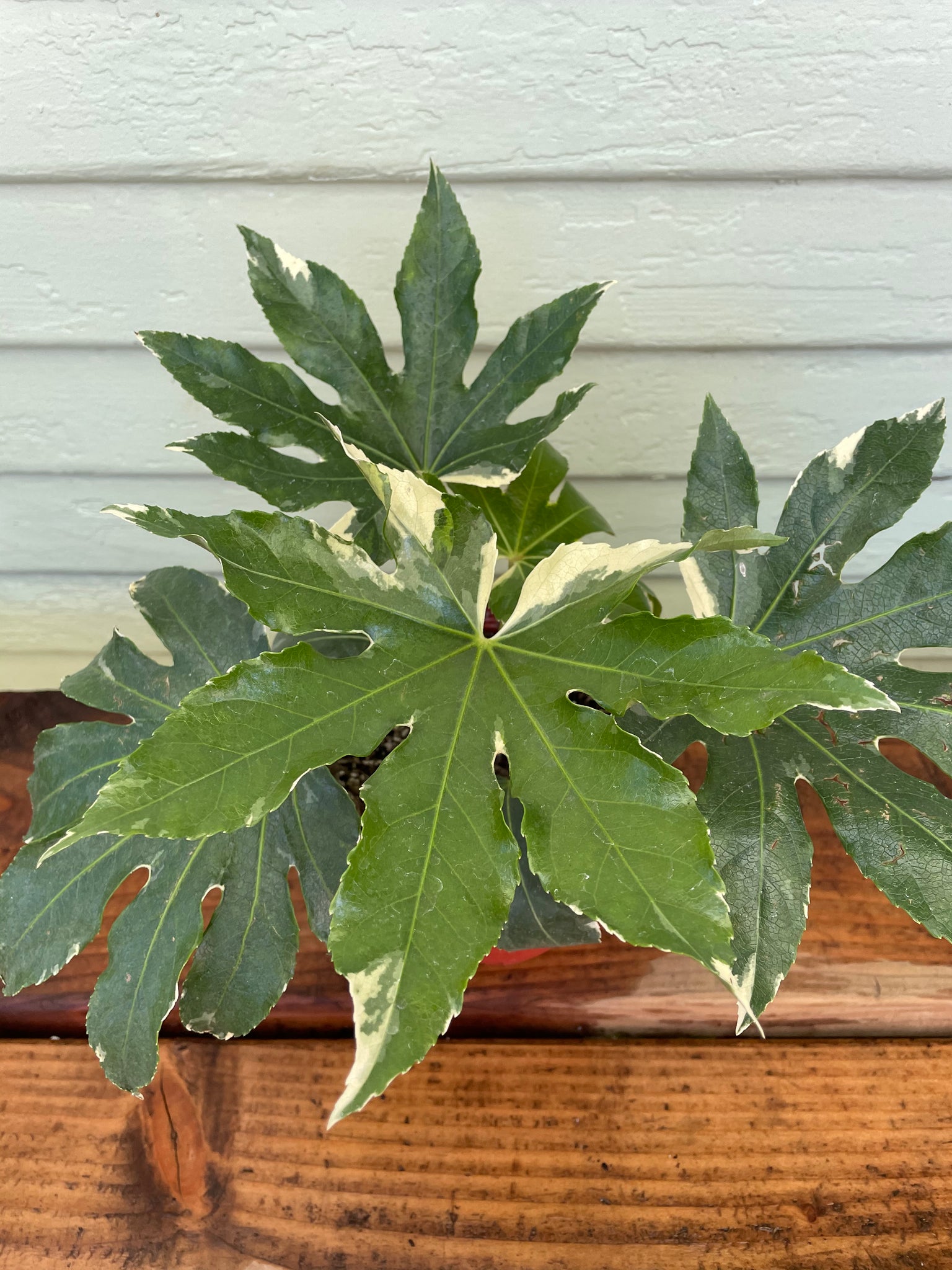 fatsia indoor plant Fatsia Japonica Variegata