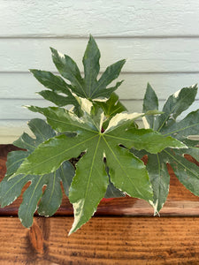 fatsia japonica indoor plant Fatsia Japonica Variegata