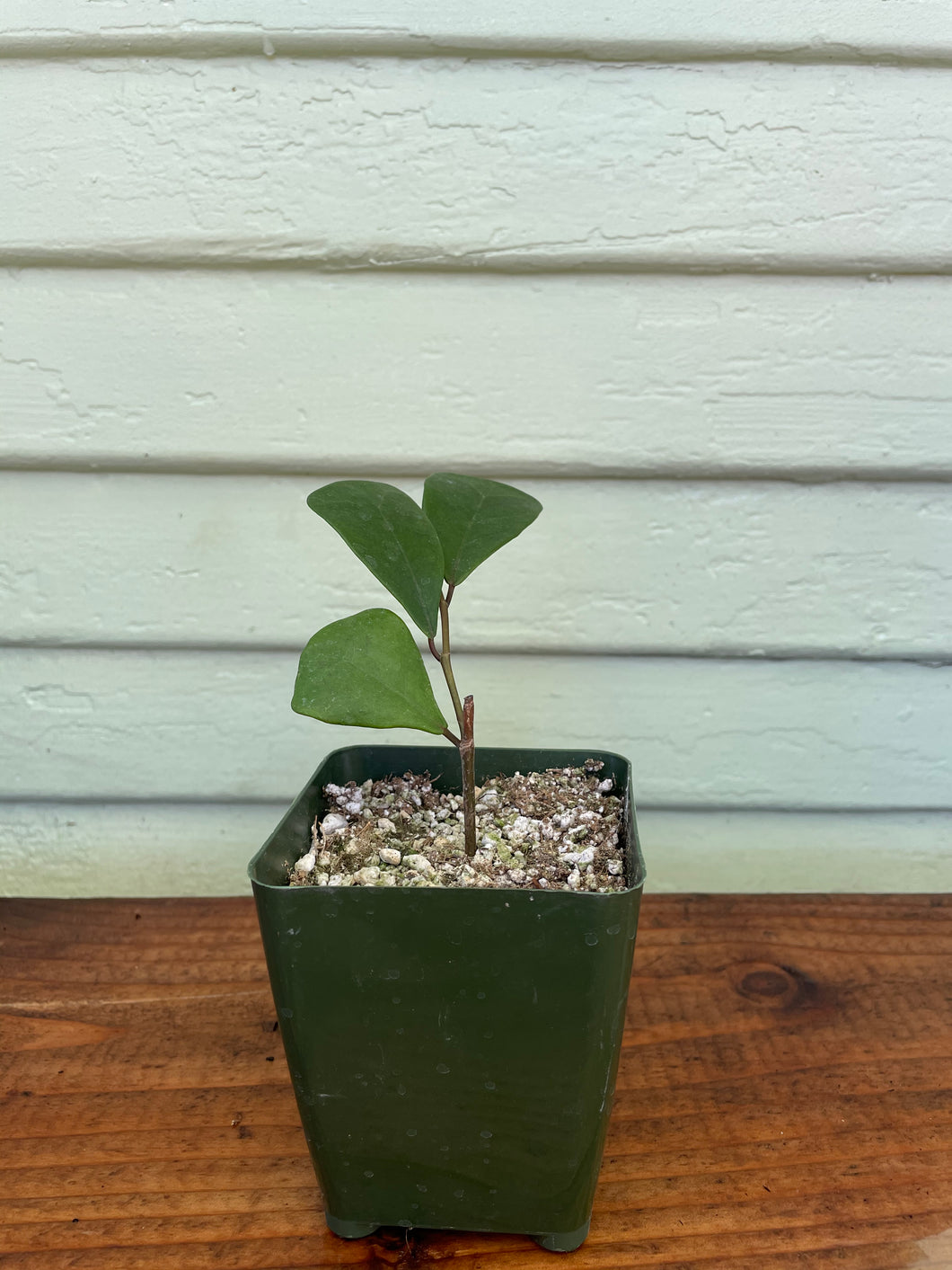 ficus audrey mickey hargitay Ficus triangularis