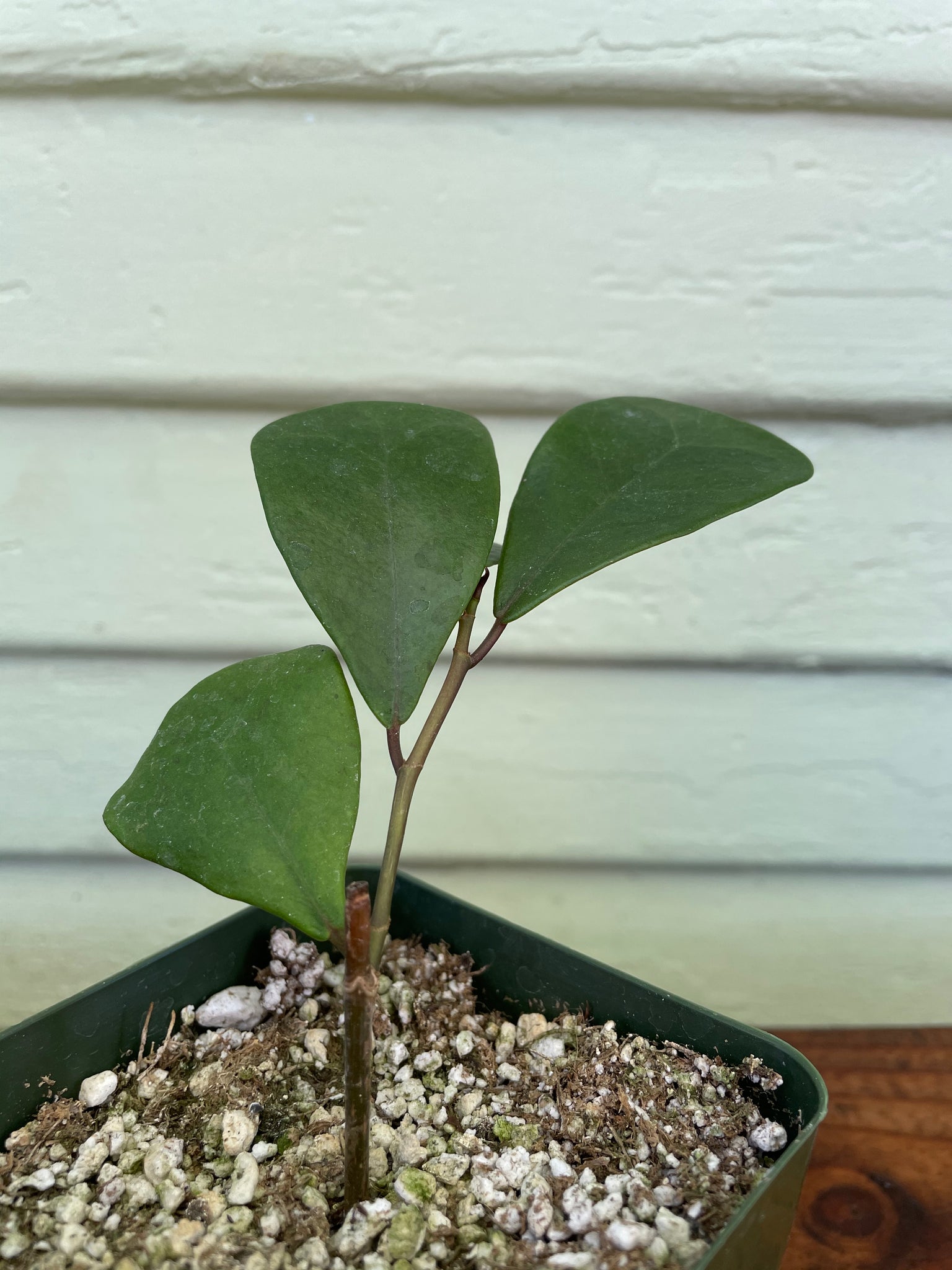 ficus audrey mickey hargitay Ficus triangularis