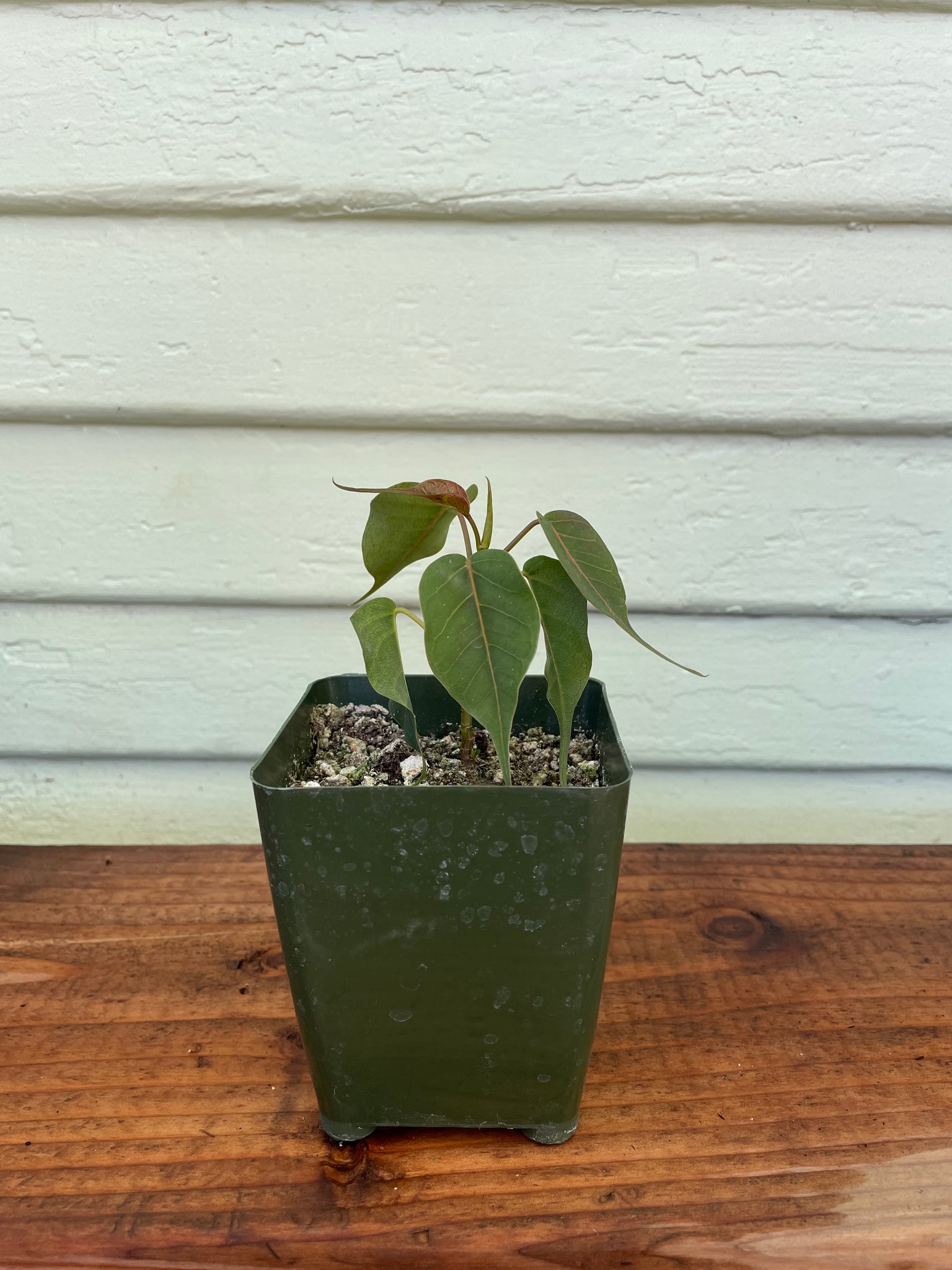 bodhi tree indoor plant Ficus religiosa