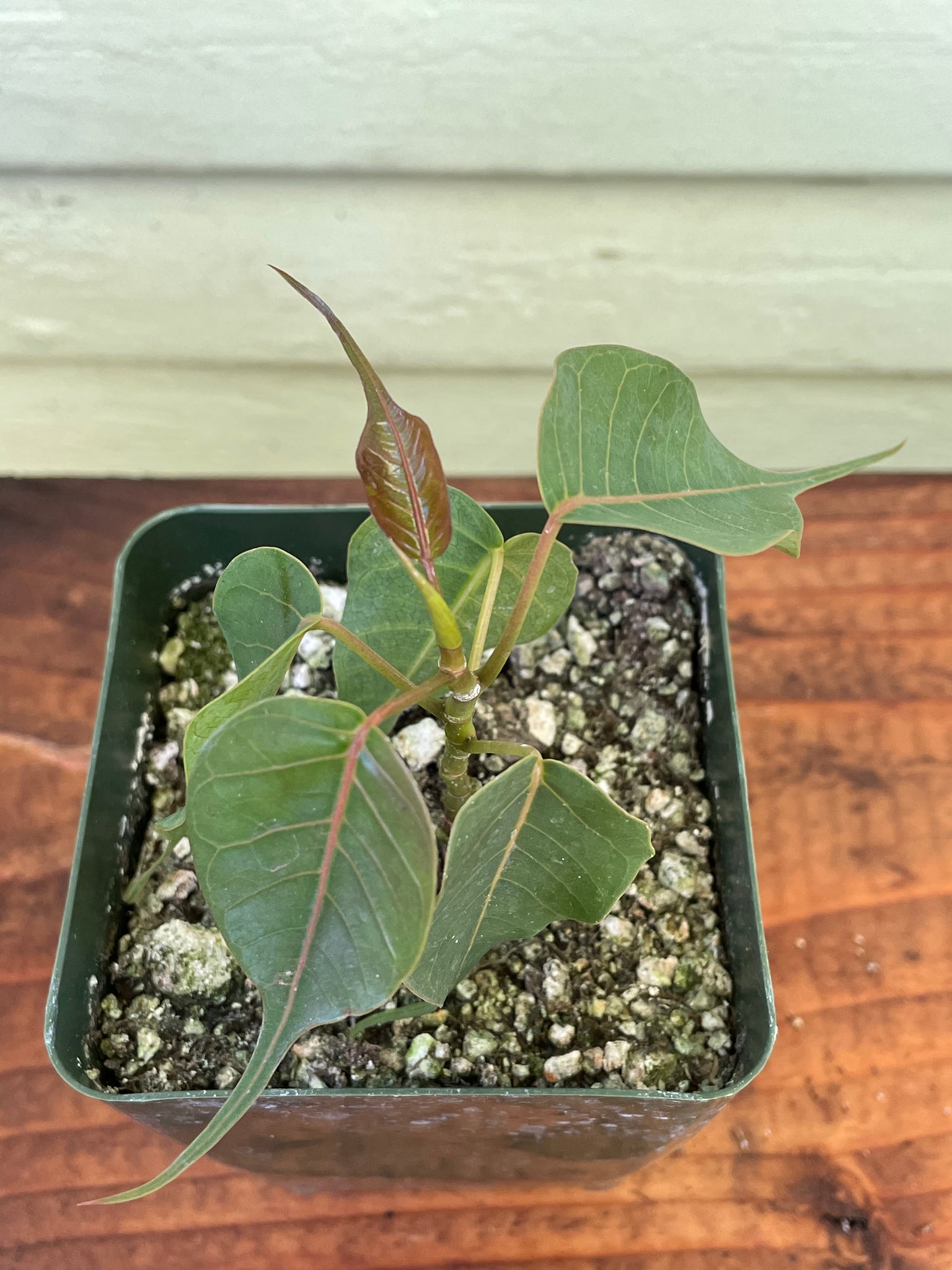bodhi tree indoor plant Ficus religiosa