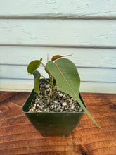 Load image into Gallery viewer, Ficus religiosa &#39;Bodhi Tree&#39;