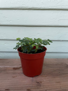 mimosa pudica indoor plant Mimosa pudica - The Sensitive Plant